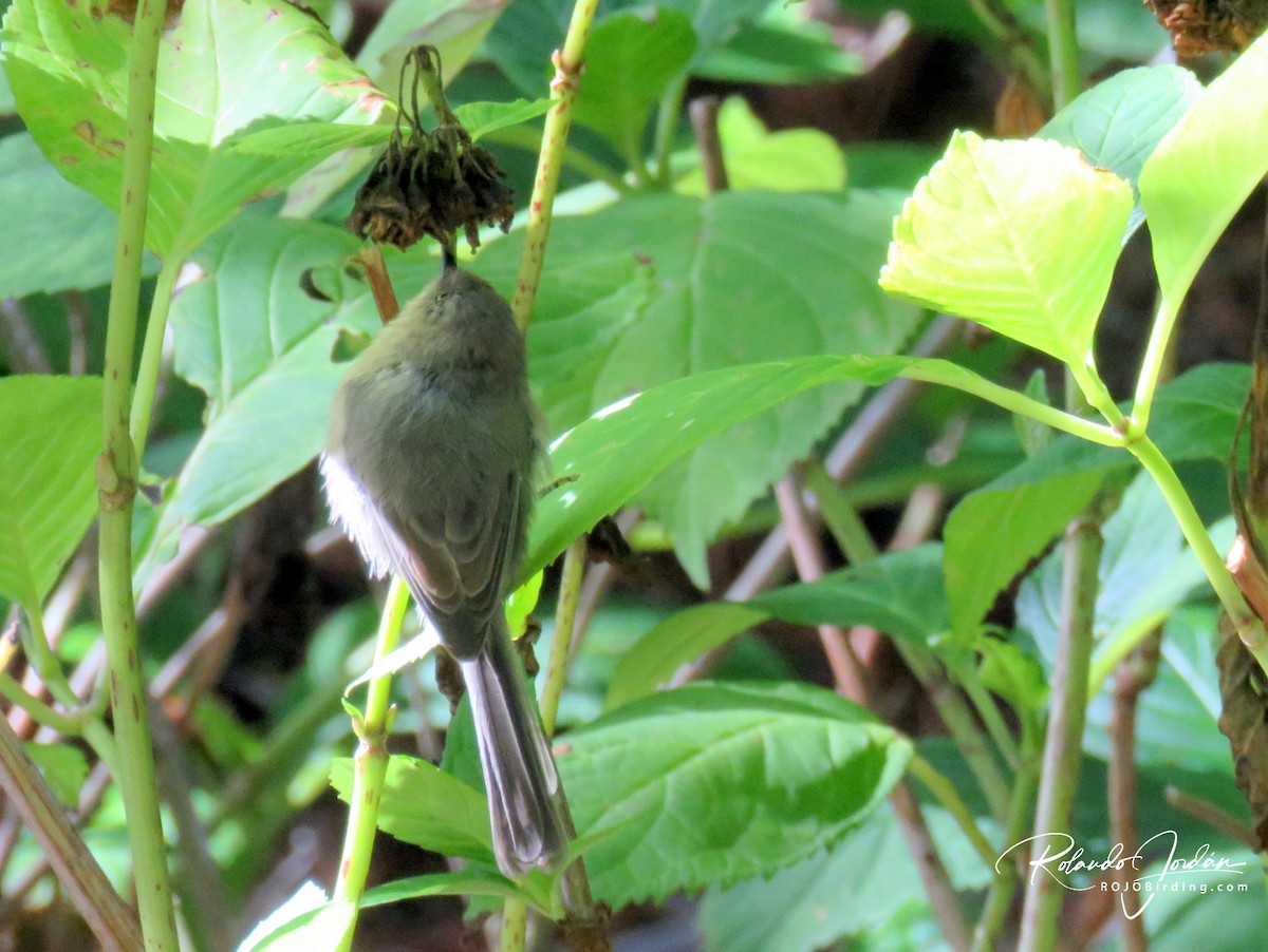 Bushtit - ML327910591