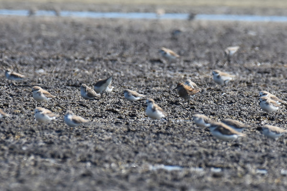 Sharp-tailed Sandpiper - sarawin Kreangpichitchai