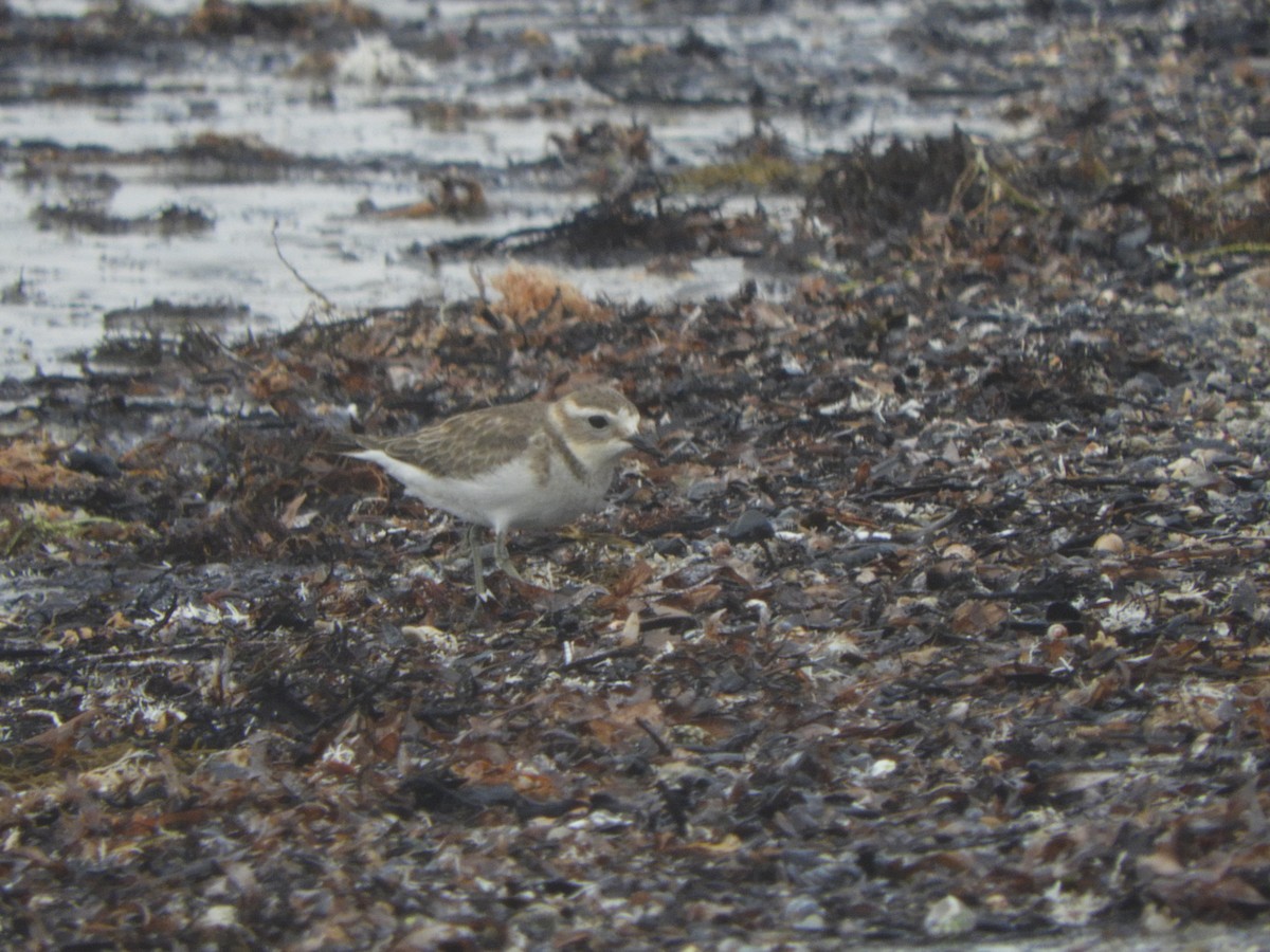 Double-banded Plover - ML327911091