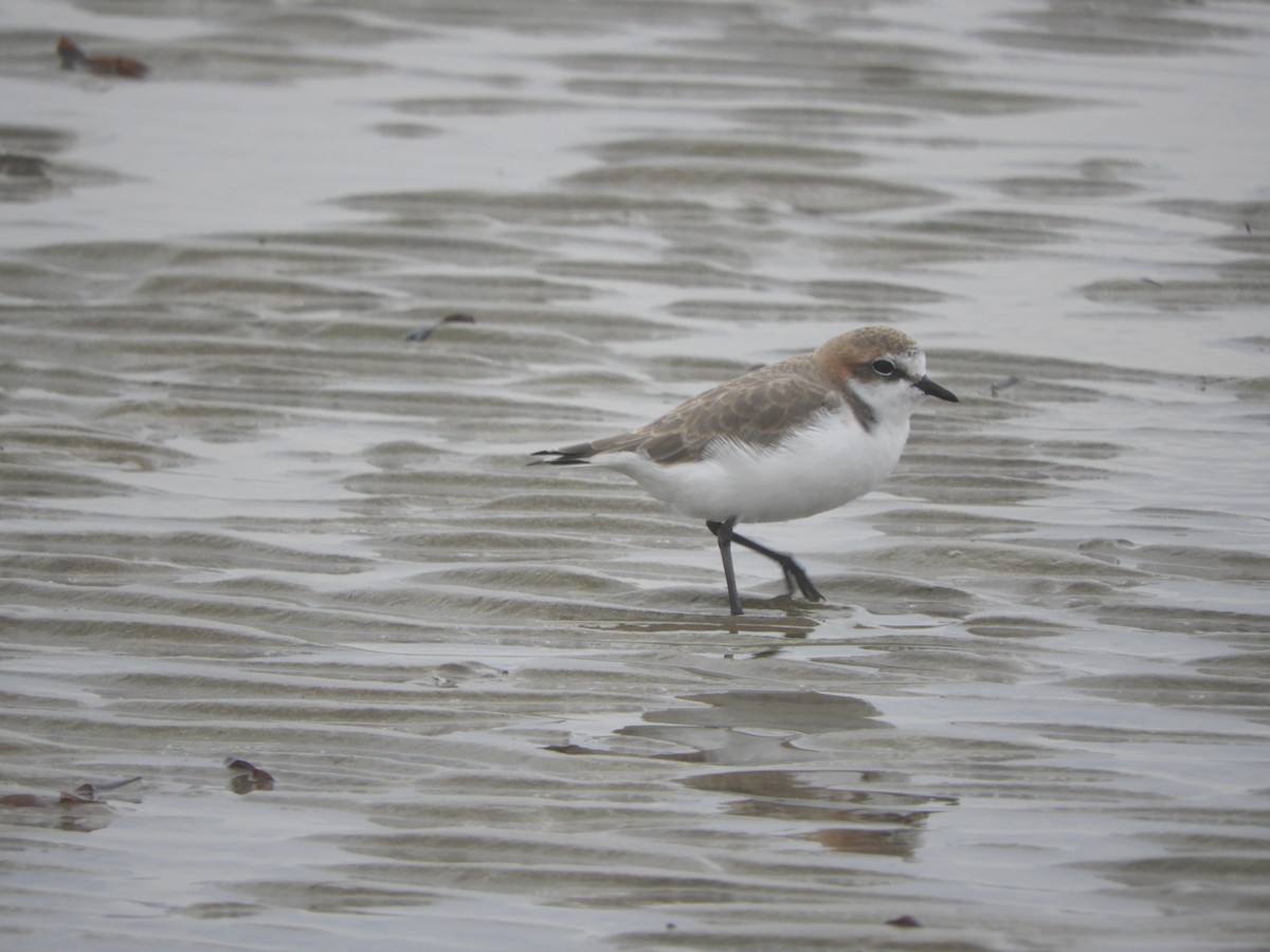 Red-capped Plover - ML327911161