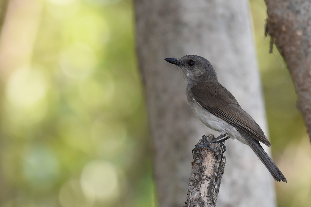 Mangrove Whistler - sarawin Kreangpichitchai