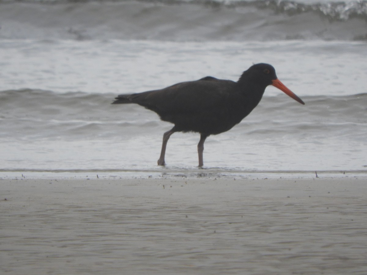 Sooty Oystercatcher - ML327911281