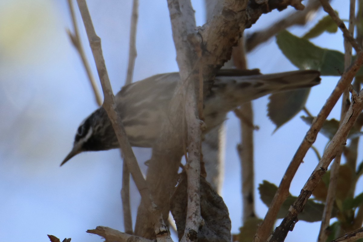 Black-and-white Warbler - ML327911401