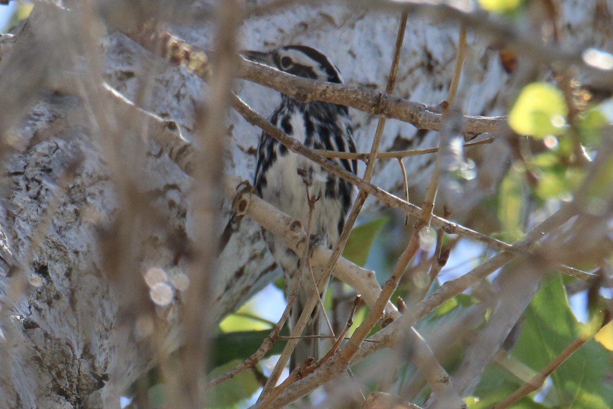 Black-and-white Warbler - Olivia & Bryan Williams