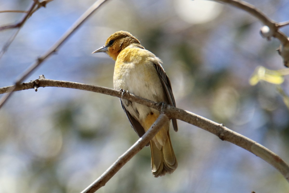 Oriole de Bullock - ML327911471