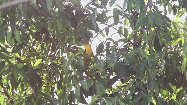 Indian Golden Oriole - ML327912831