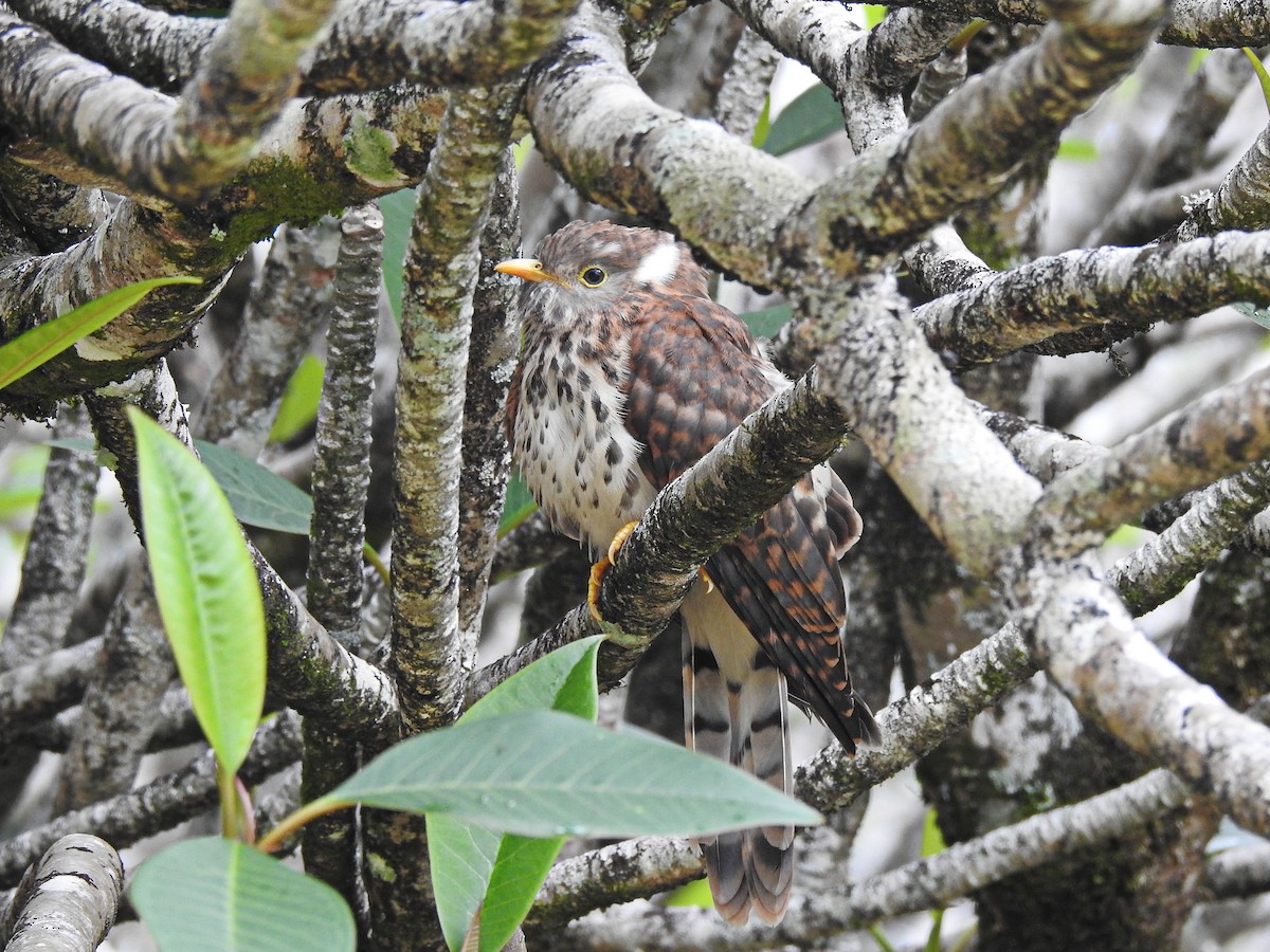 Common Hawk-Cuckoo - ML327914541