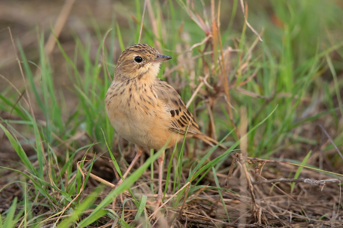 Blyth's Pipit - Ayuwat Jearwattanakanok