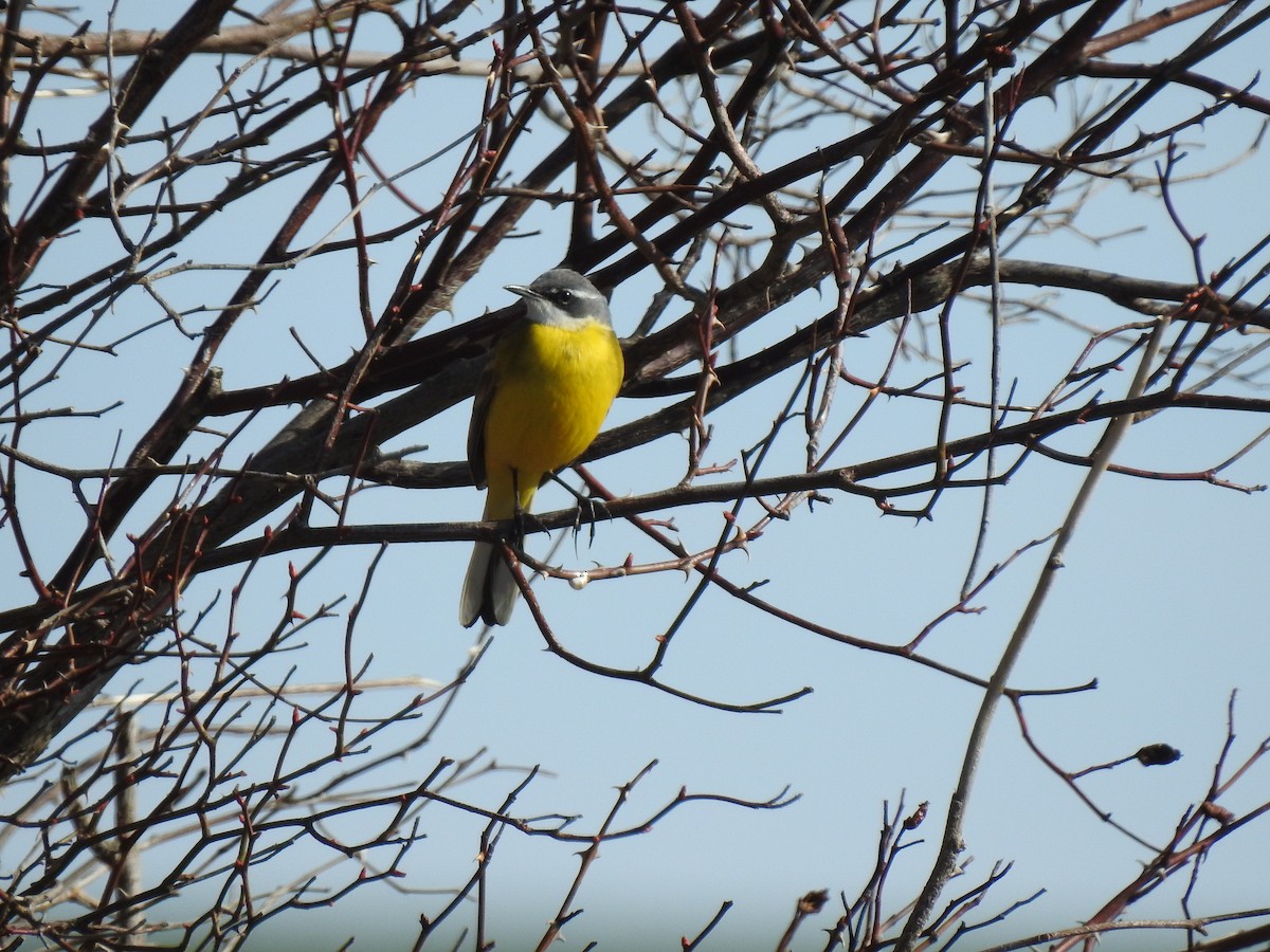 Larre-buztanikara - ML327916331