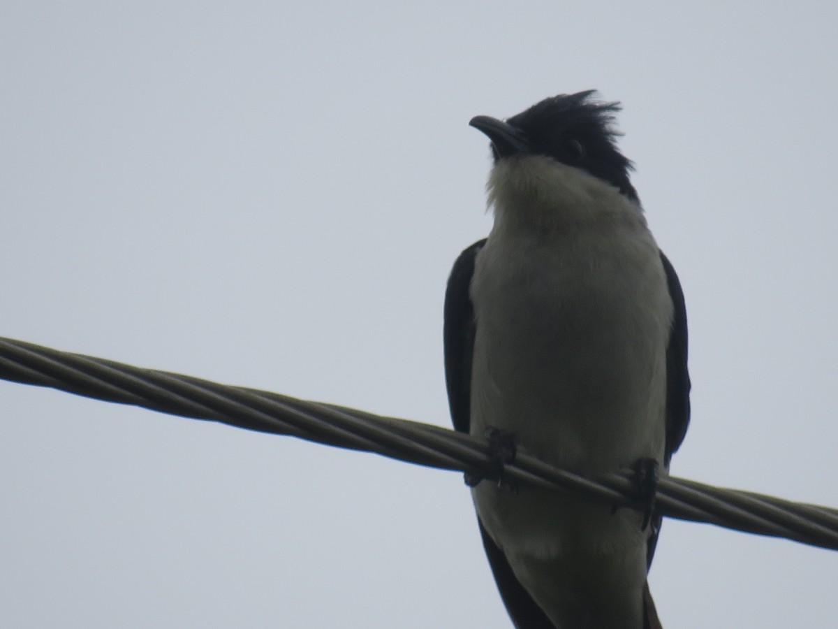 Pied Cuckoo - ML327916921