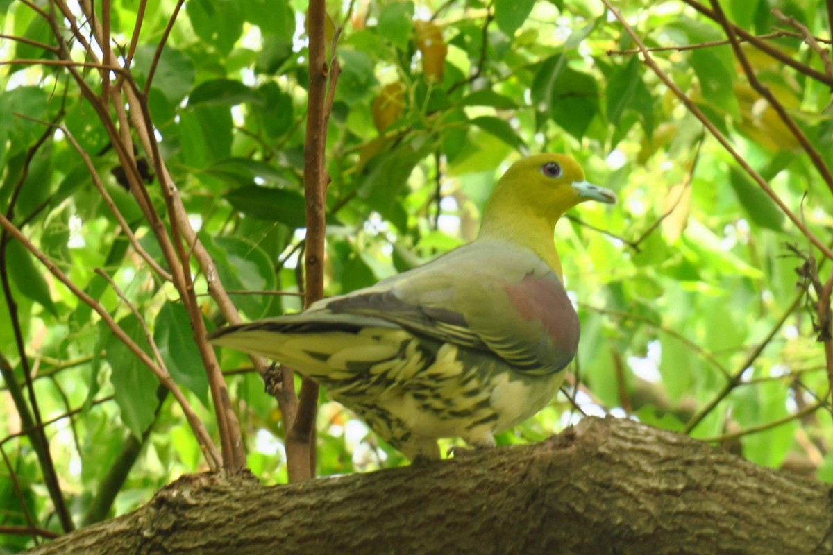 White-bellied Green-Pigeon - 六堆 客家文化園區