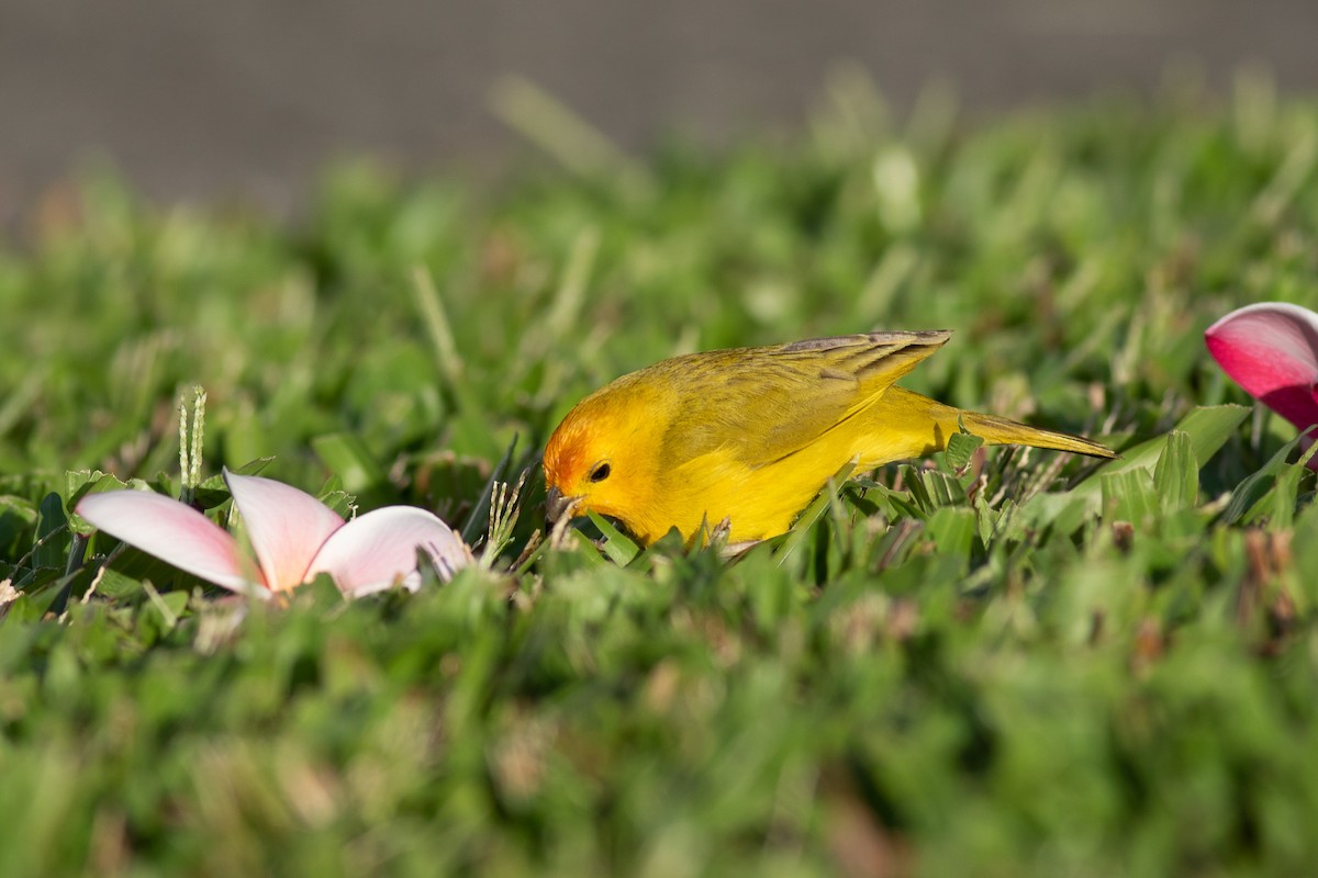 Saffron Finch - ML327917601