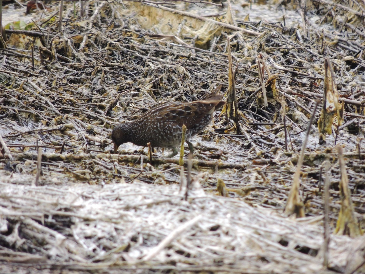 Spotted Crake - ML327917651