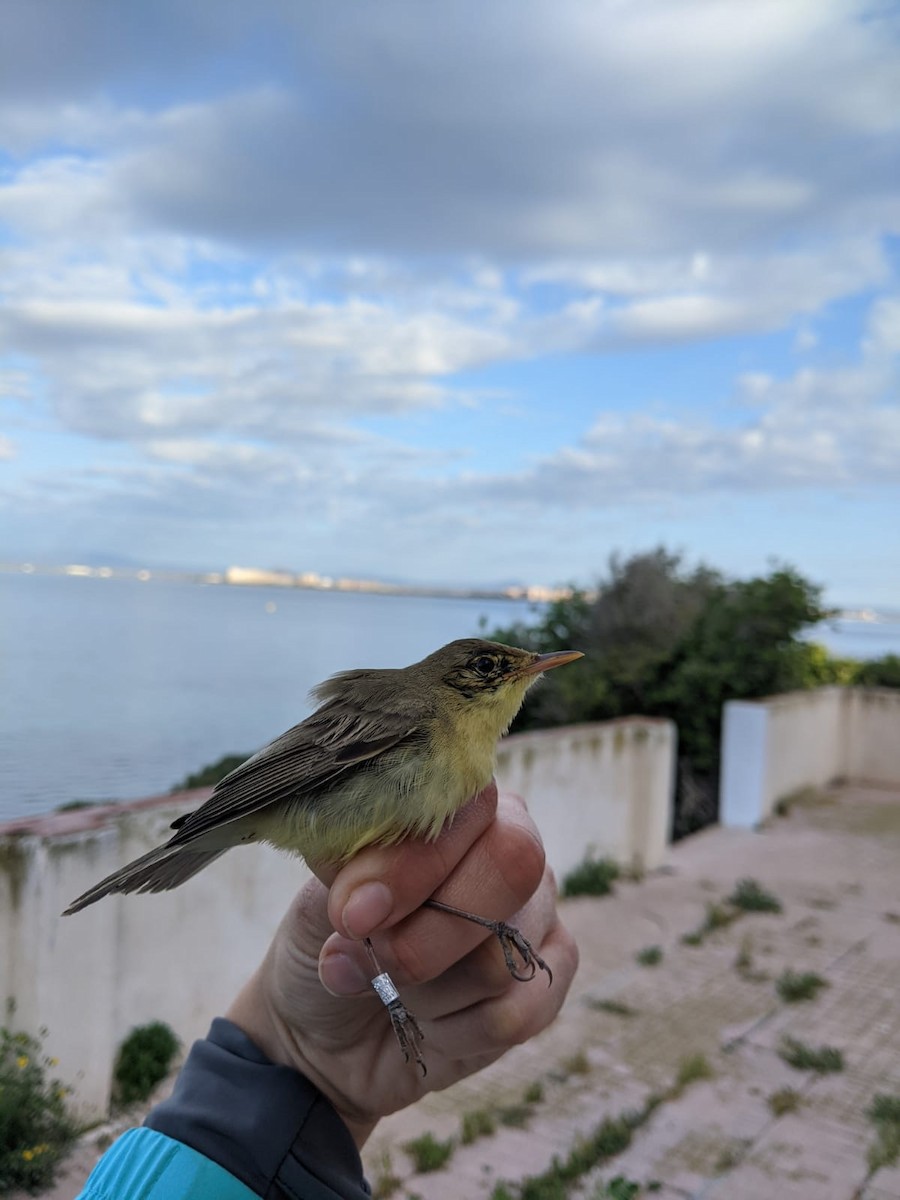 Melodious Warbler - Angel Guardiola Gómez