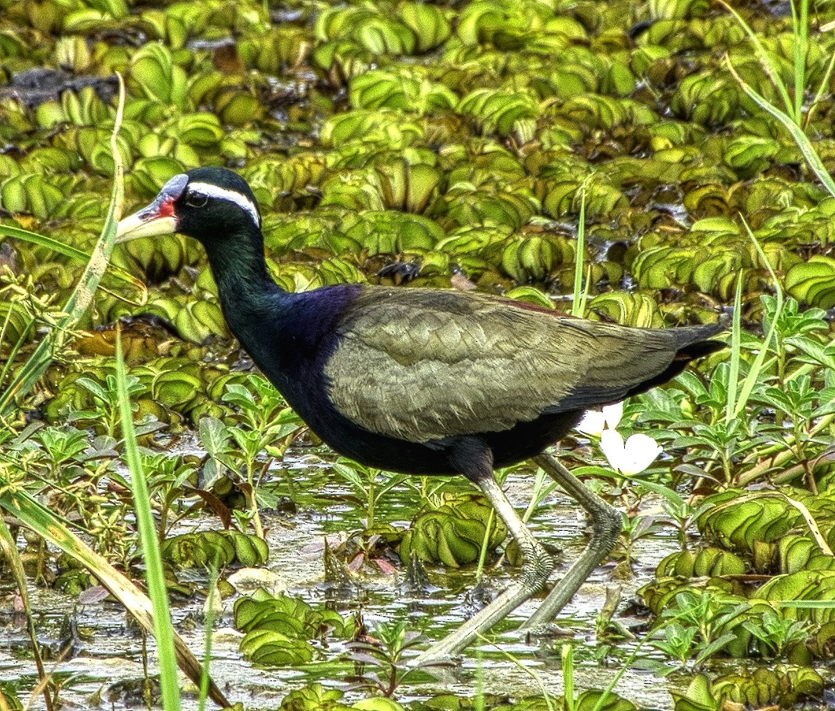 Bronze-winged Jacana - ML327920121