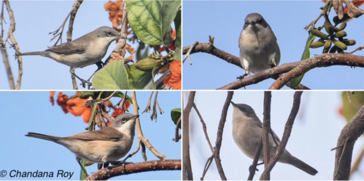 Lesser Whitethroat (curruca/blythi) - UAE Database Data