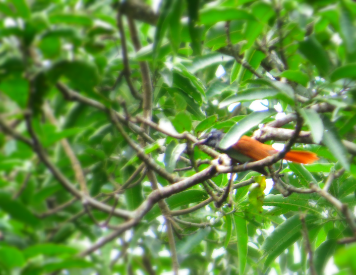 Indian Paradise-Flycatcher - ML32792121