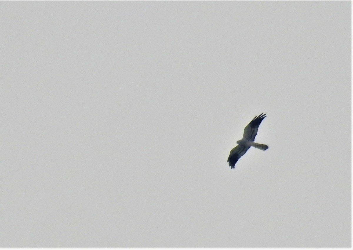 Montagu's Harrier - ML327922591