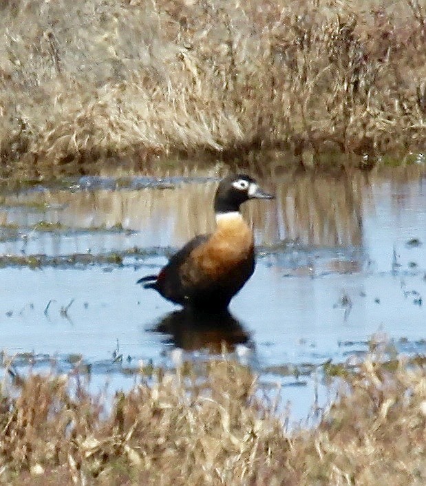 Australian Shelduck - ML327924201