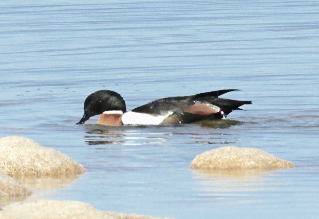 Australian Shelduck - ML327924211