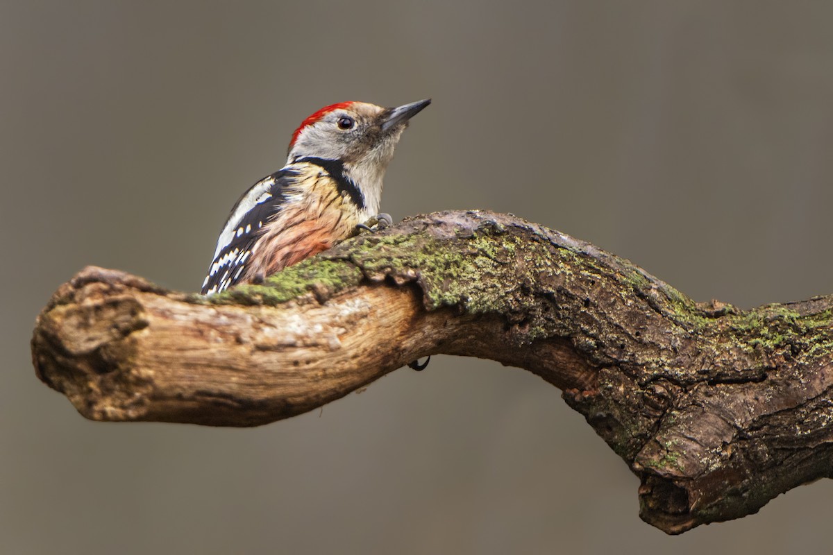 Middle Spotted Woodpecker - Mario Vigo