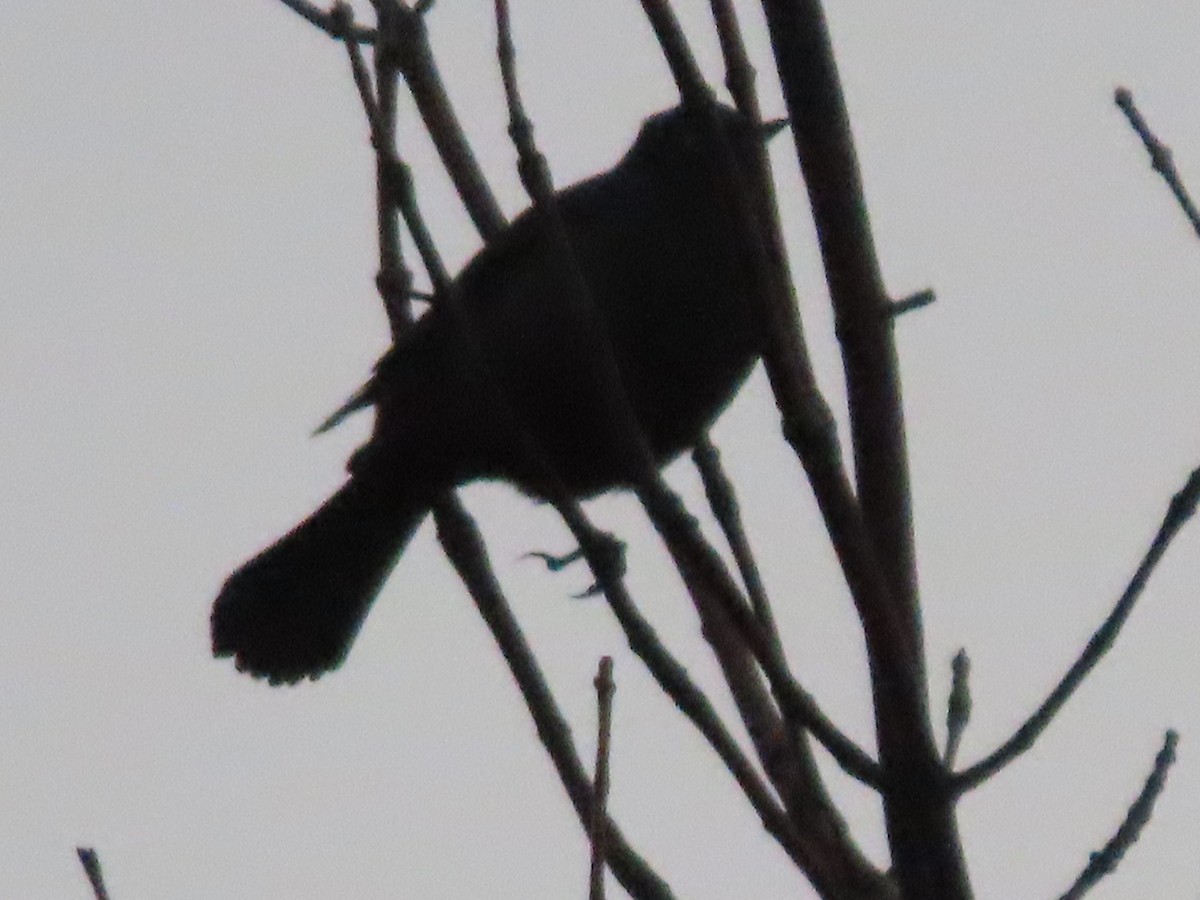 Rusty Blackbird - ML327925681