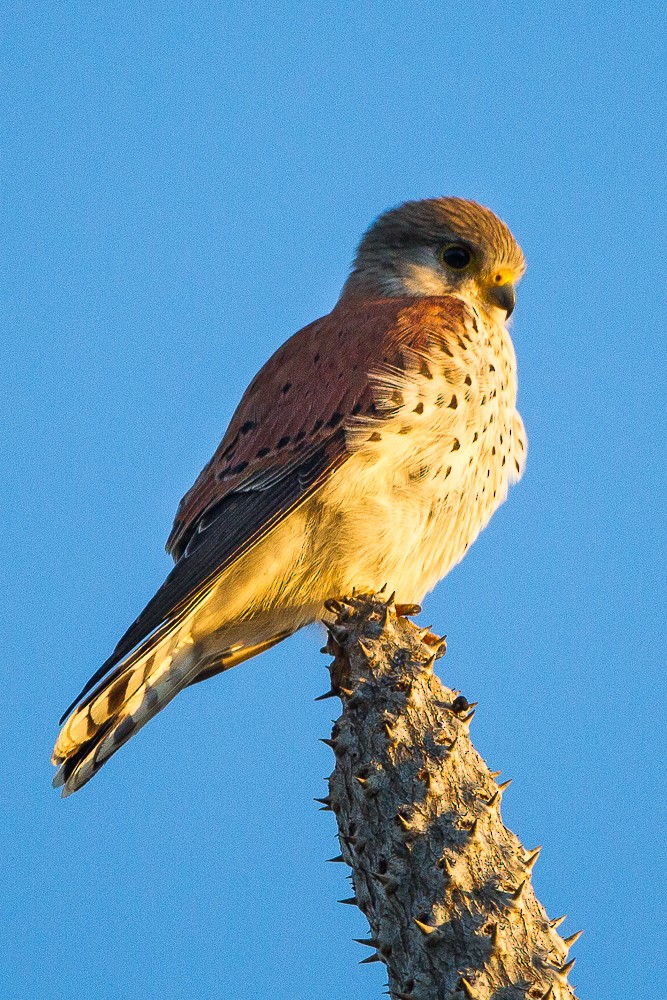 Malagasy Kestrel - ML327925691