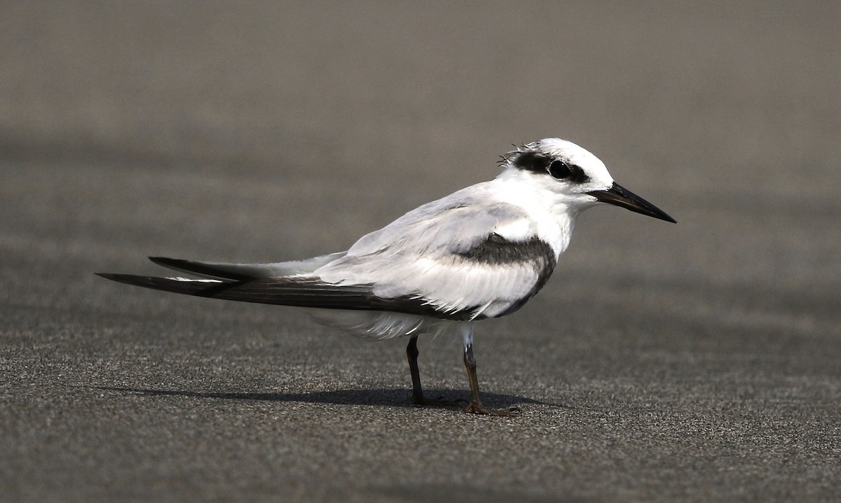 Saunders's Tern - UAE Database Data