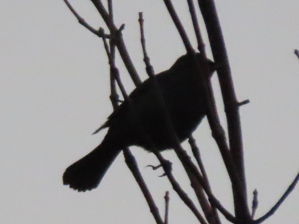 Rusty Blackbird - Emily-Kate Hunter