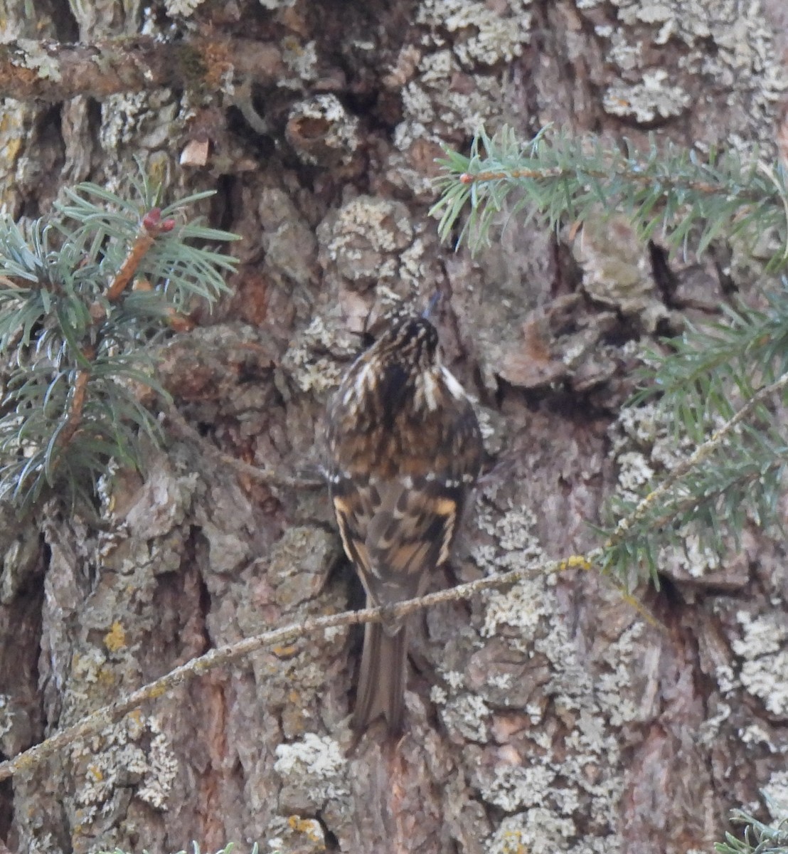 Hodgson's Treecreeper - ML327925851