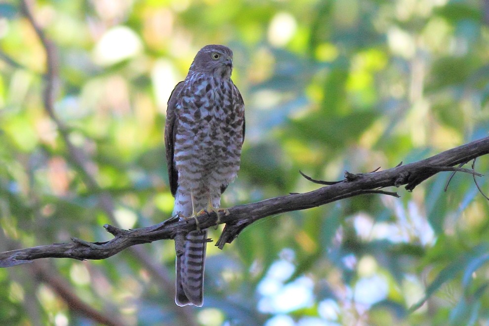 Collared Sparrowhawk - ML327926461