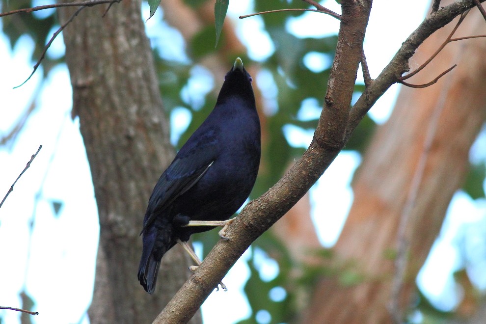 Satin Bowerbird - ML327926621