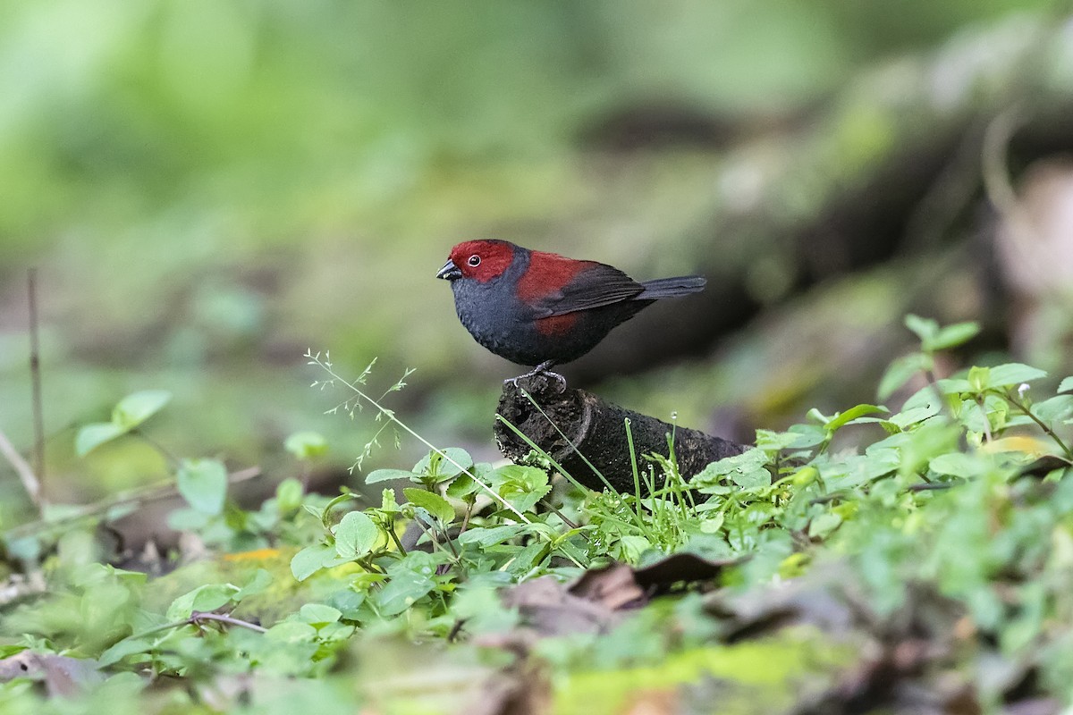 Dusky Crimsonwing - Stefan Hirsch