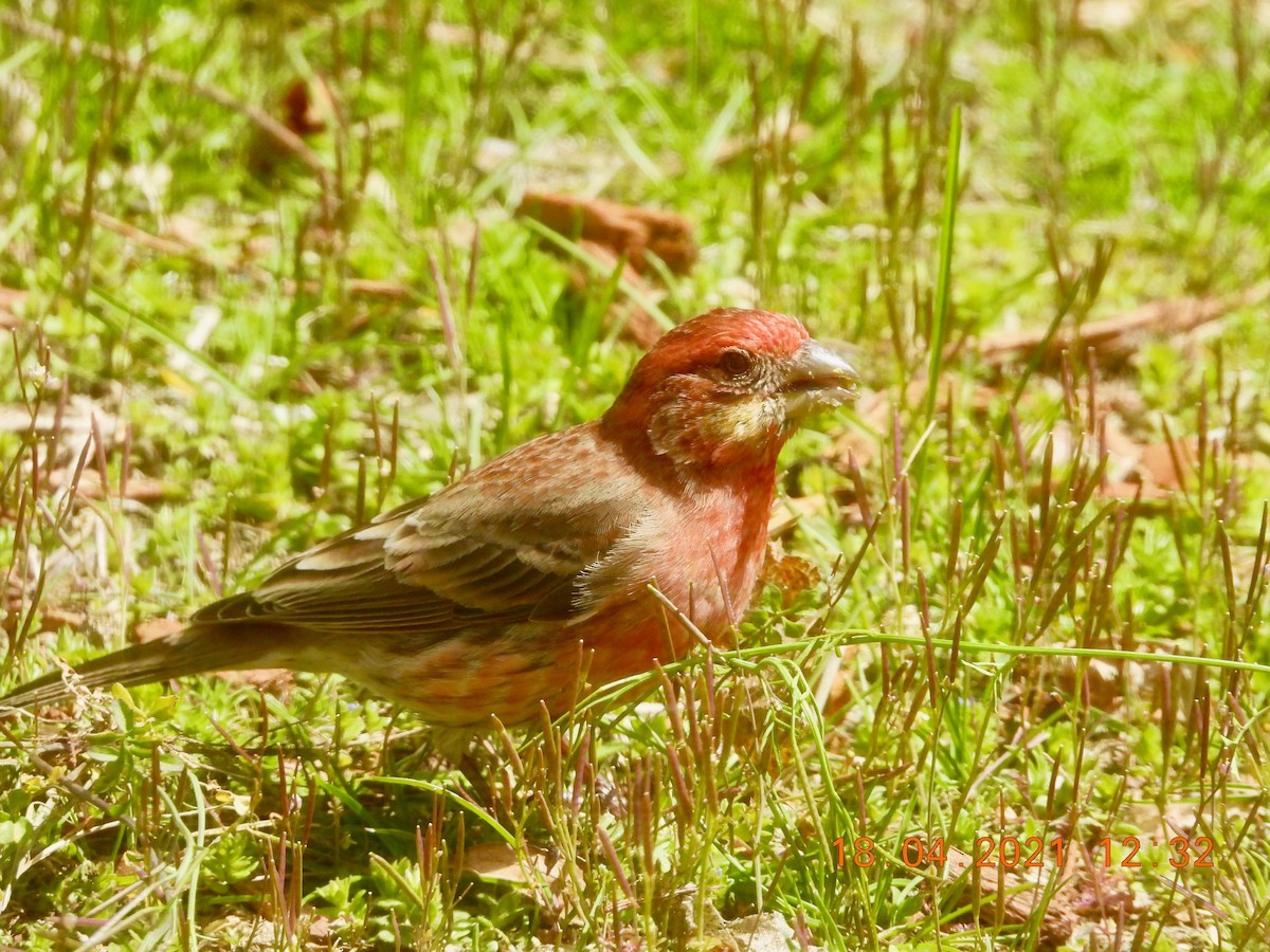 House Finch - ML327933471