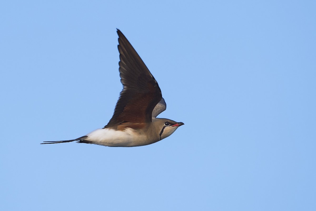 Collared Pratincole - Mario Vigo