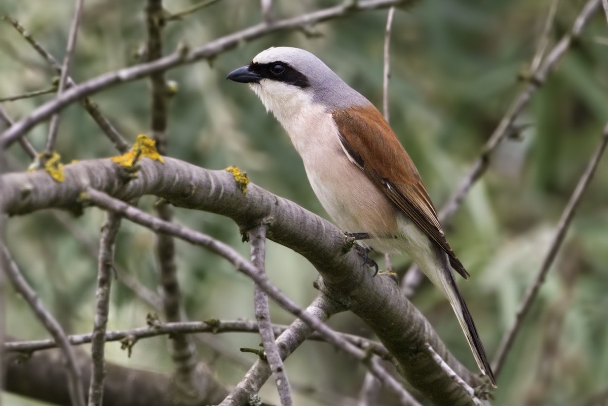 Red-backed Shrike - ML327934601