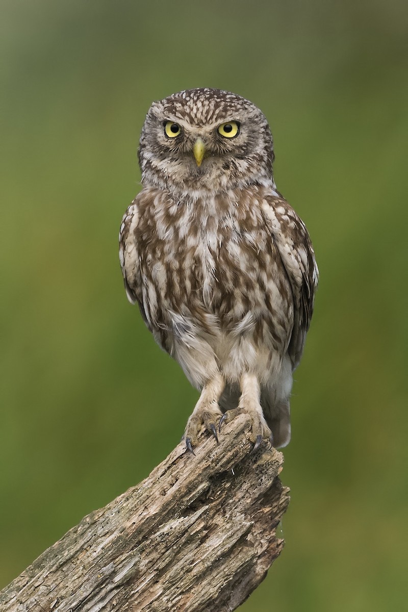 Little Owl - ML327934781