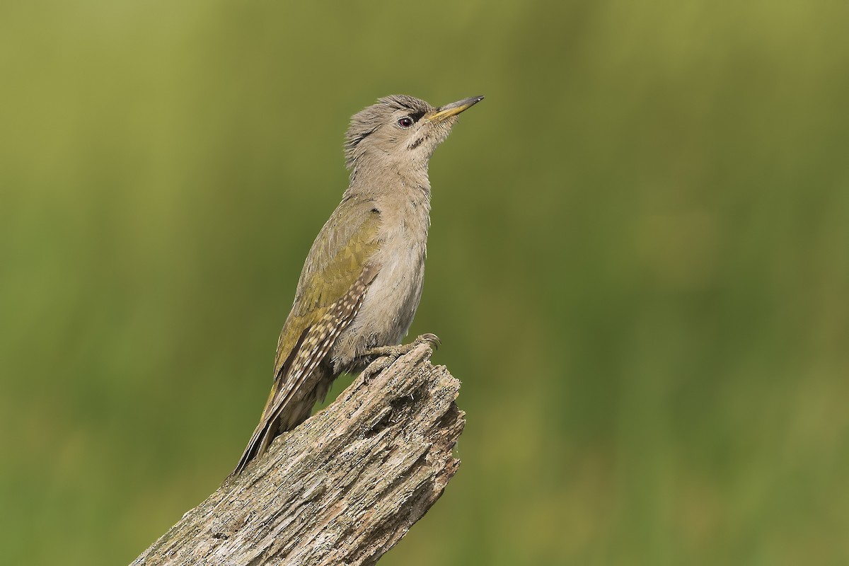 Gray-headed Woodpecker - Mario Vigo