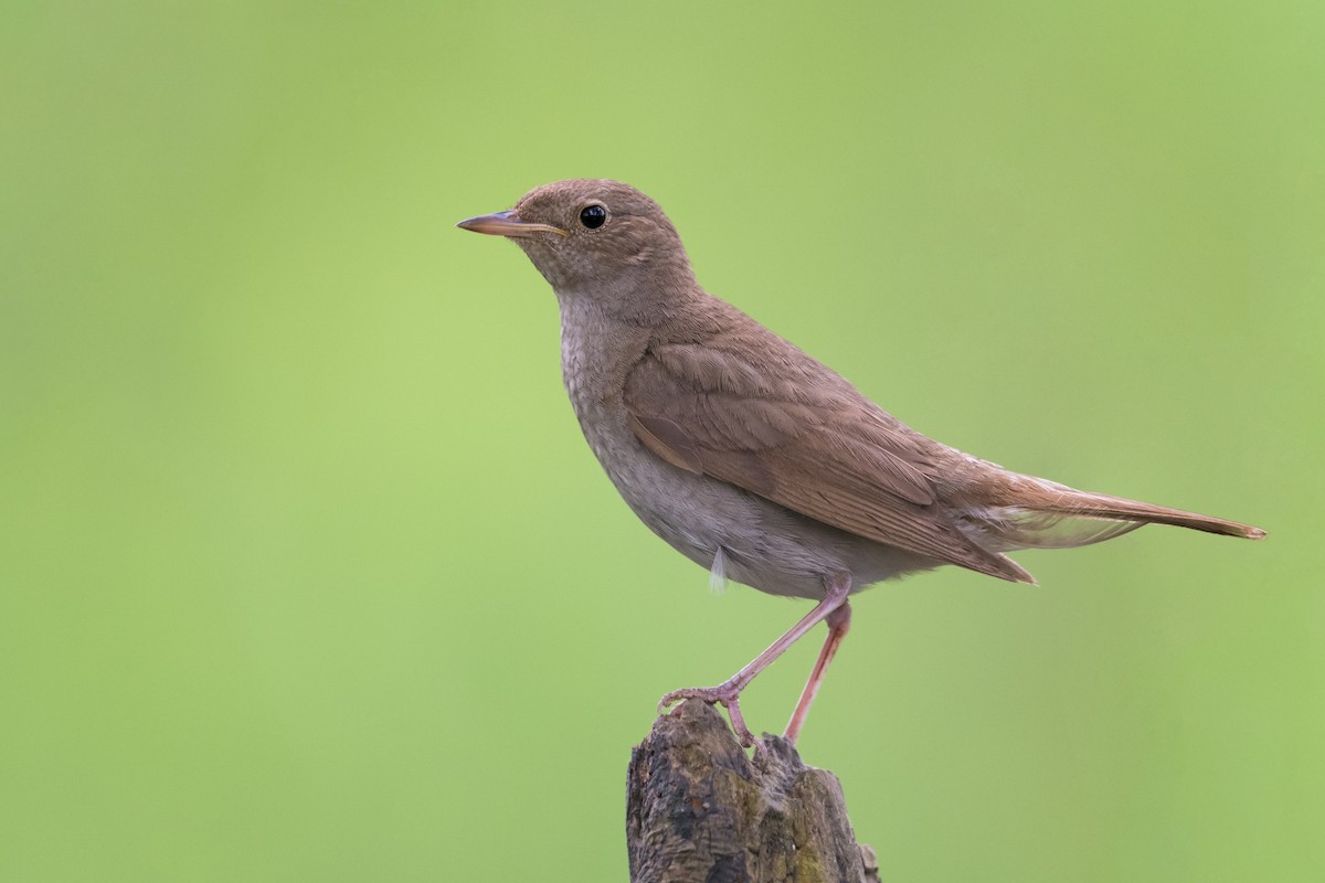 Thrush Nightingale - Mario Vigo