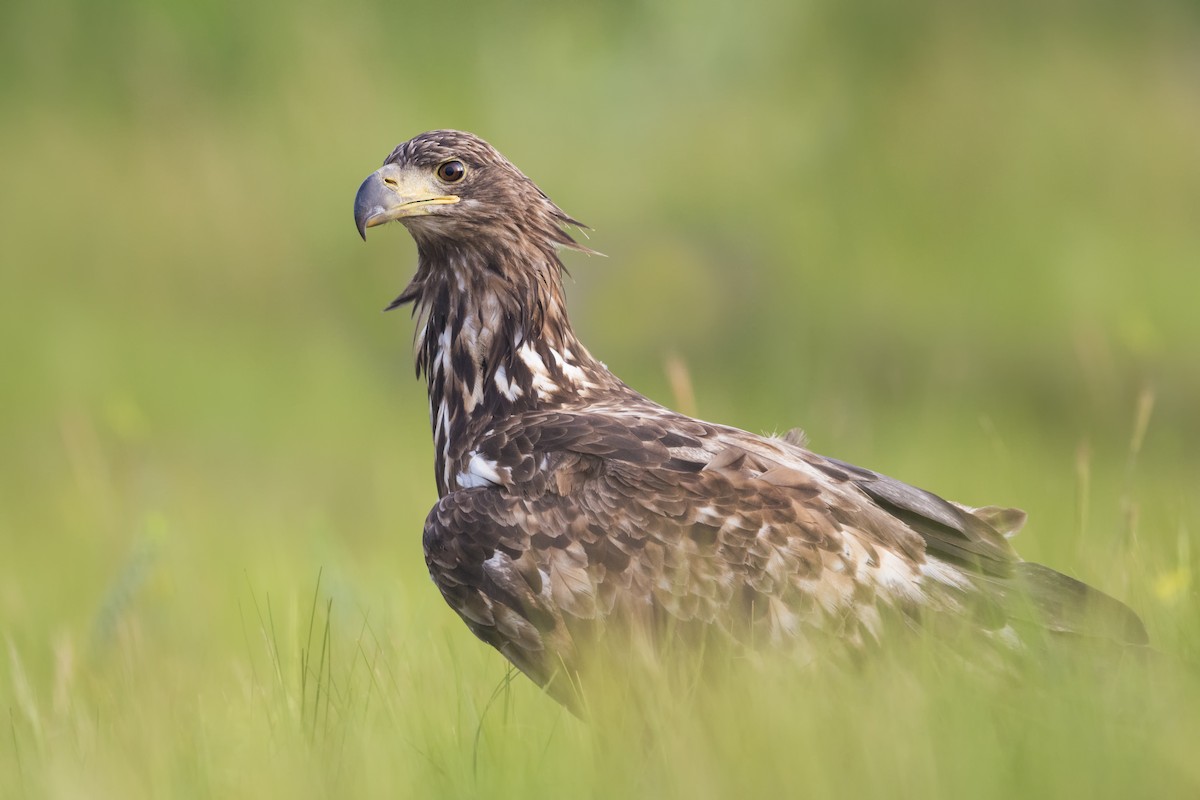 White-tailed Eagle - ML327935371