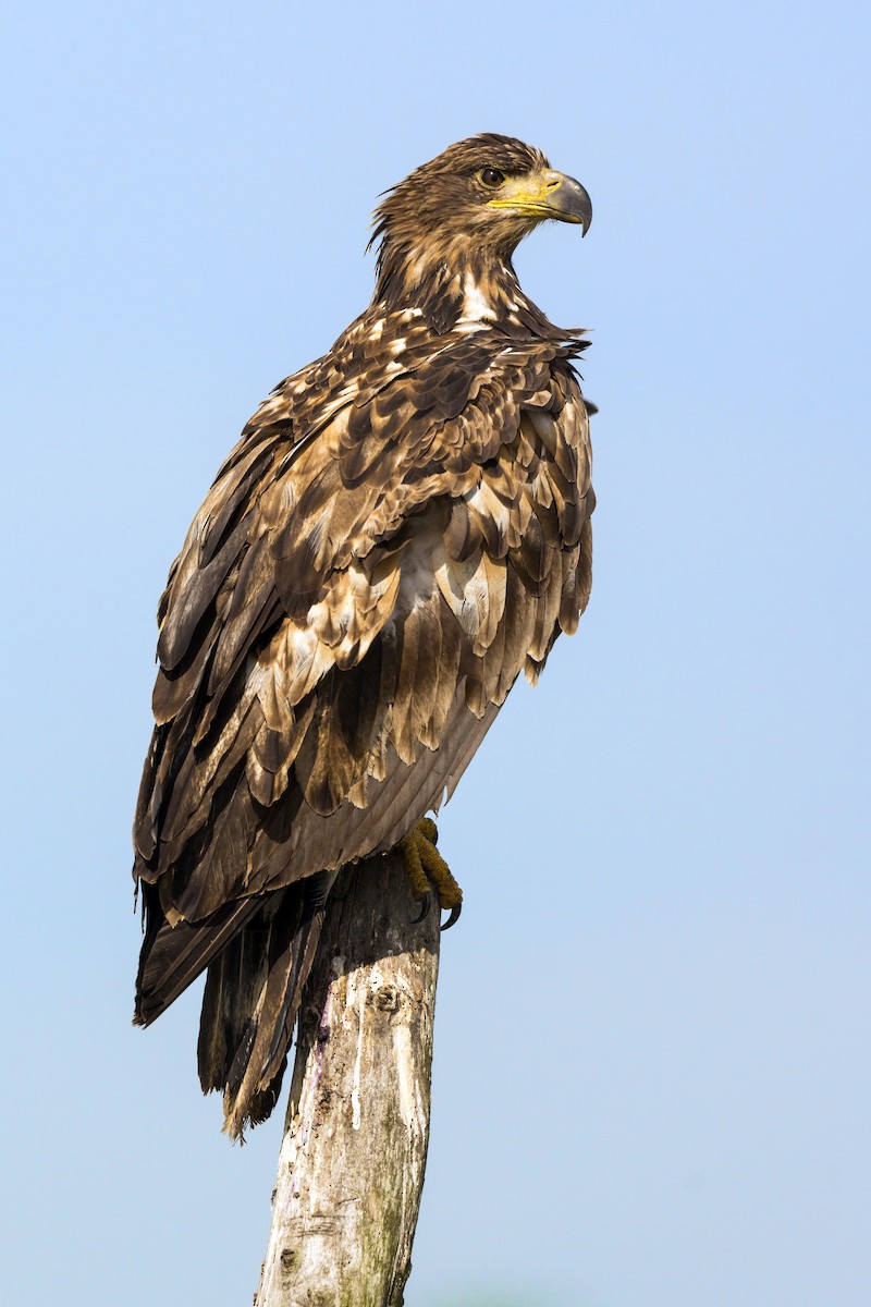 White-tailed Eagle - Mario Vigo