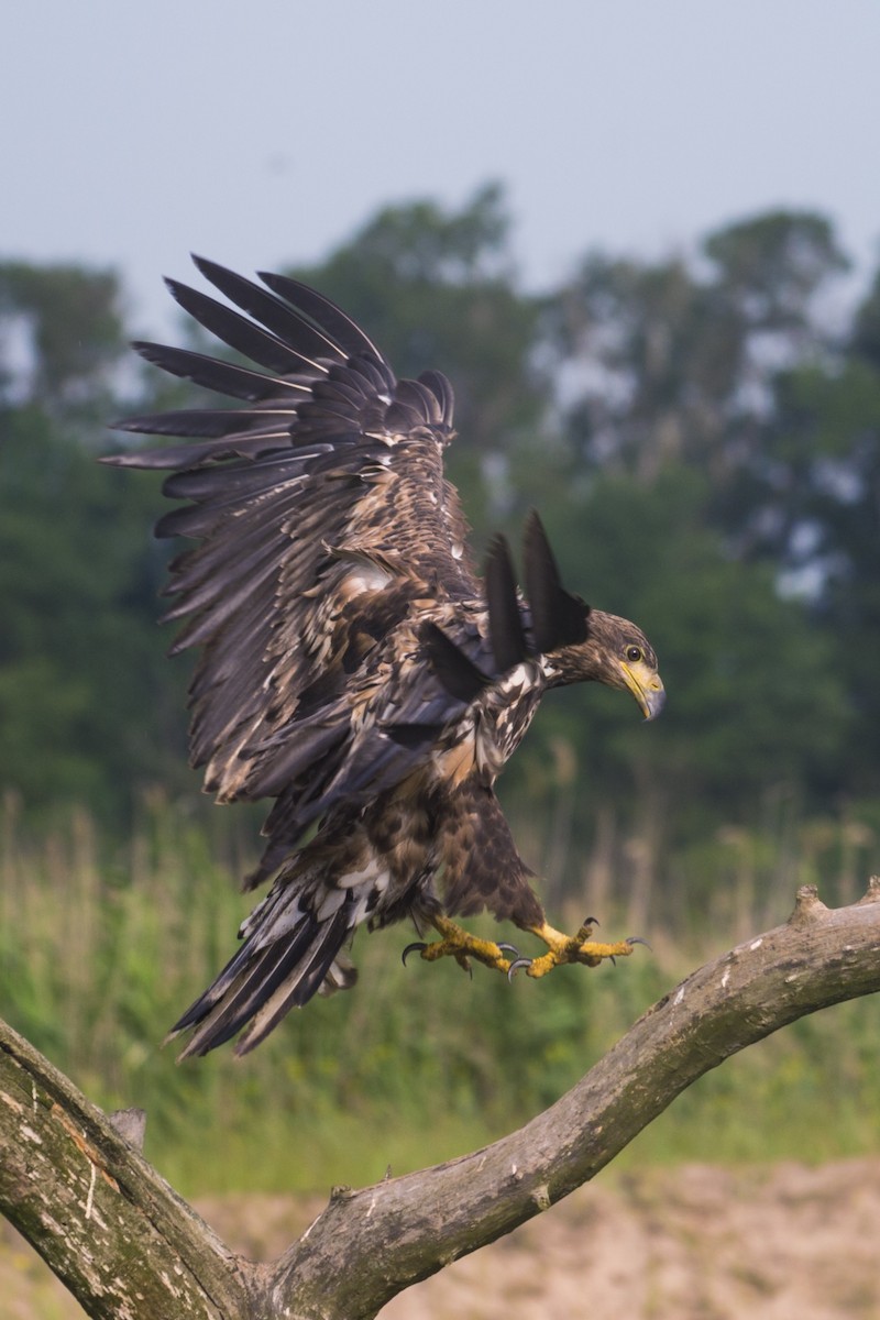 White-tailed Eagle - ML327935431