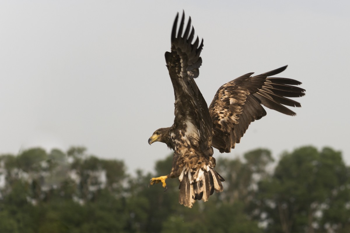 White-tailed Eagle - ML327935441