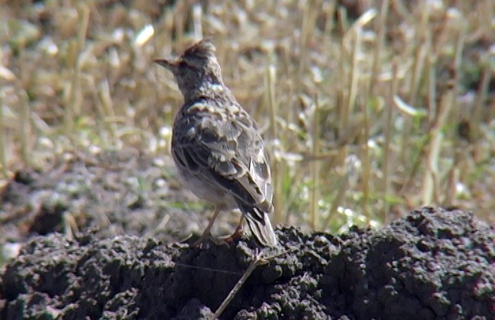 Thekla's Lark - Josep del Hoyo