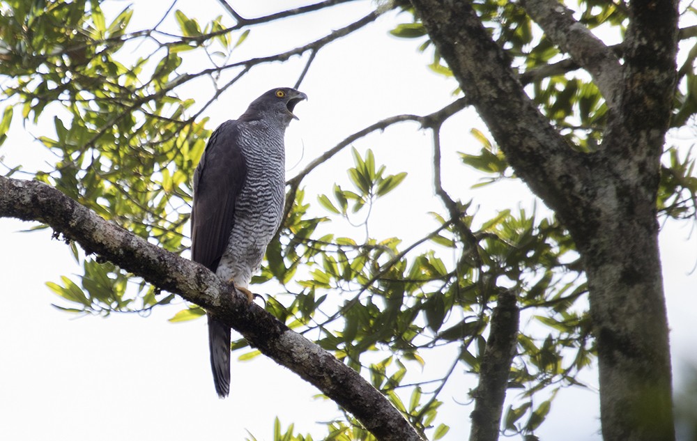 Henst's Goshawk - Zak Pohlen