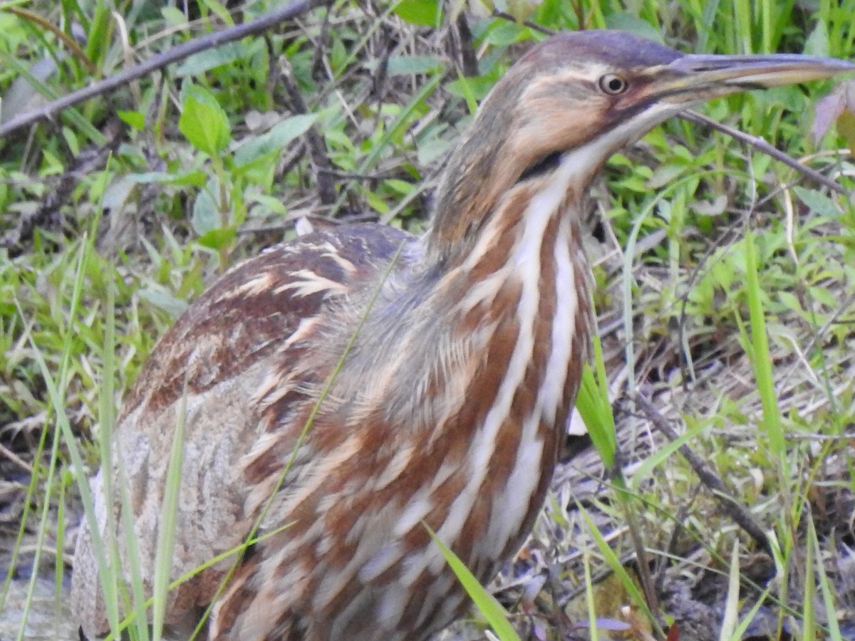 American Bittern - Nan Dewire