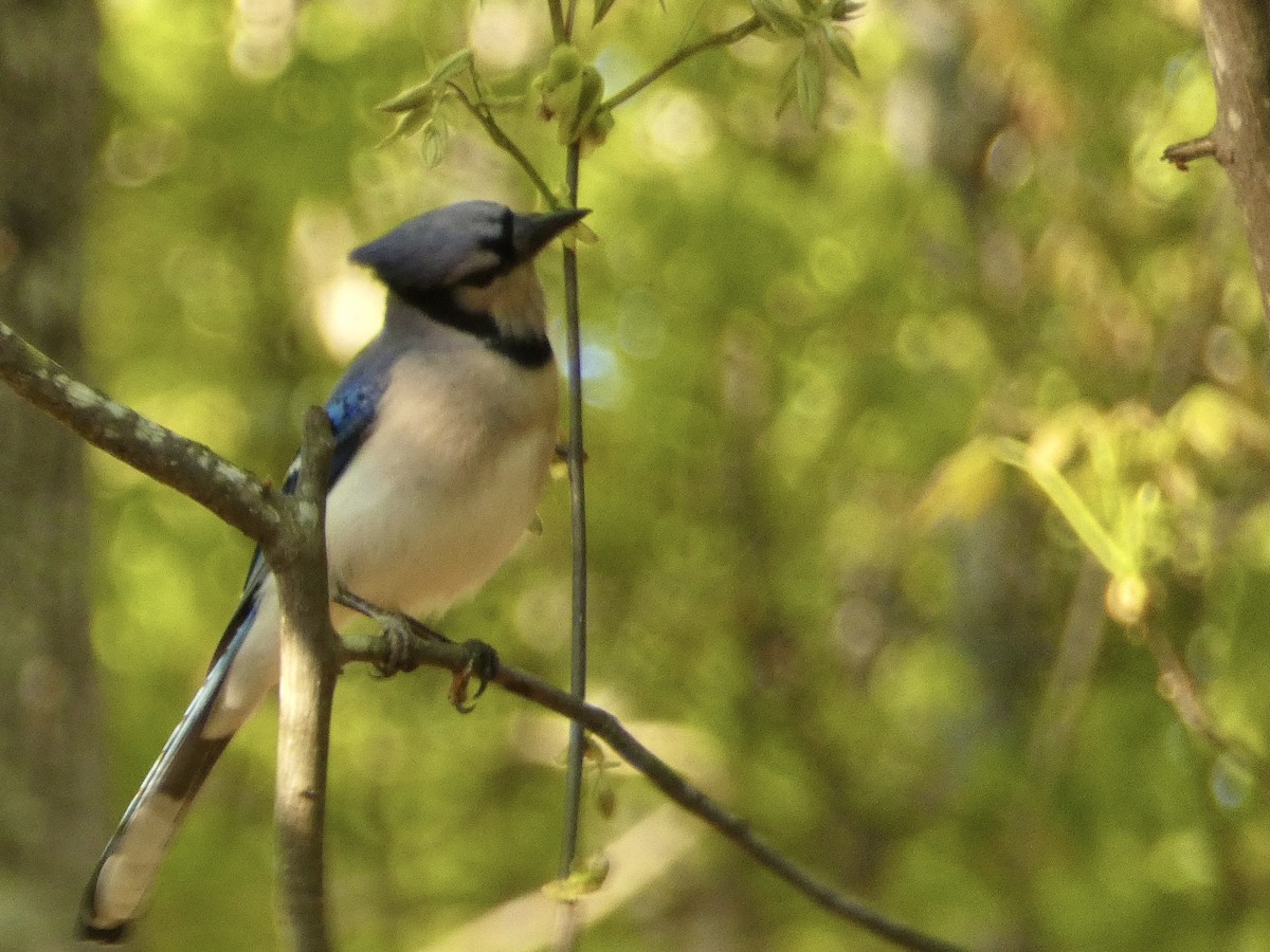 Blue Jay - ML327940051