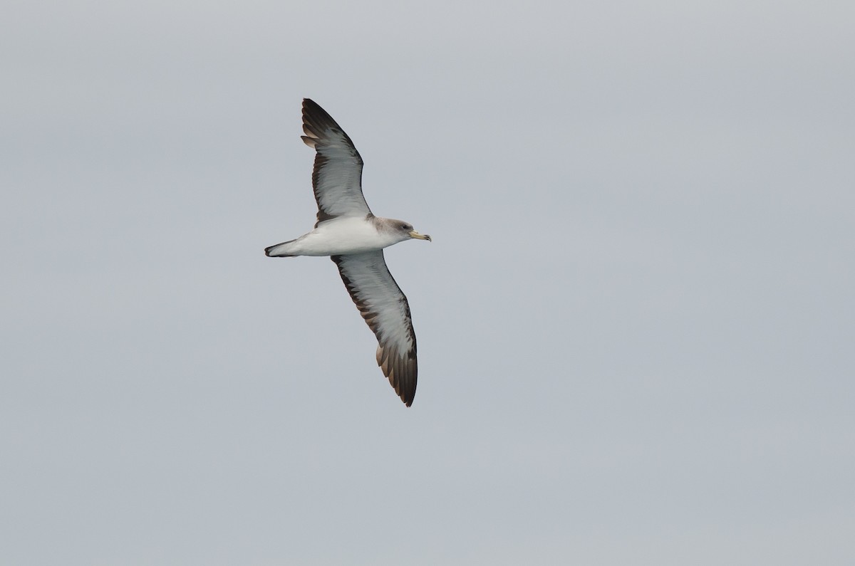 Cory's Shearwater - Alix d'Entremont