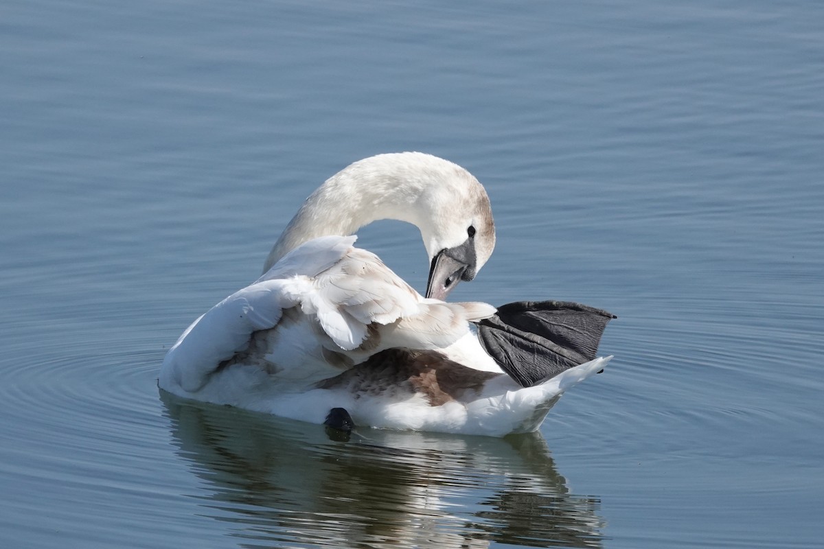 Mute Swan - ML327945561