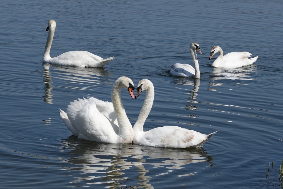 Mute Swan - ML327945611